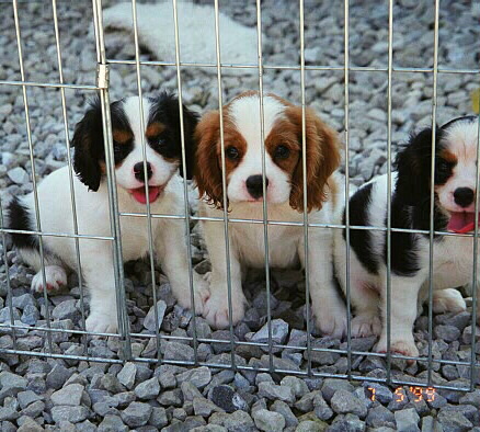 Lucas_19990706_01.jpg (108823 bytes)